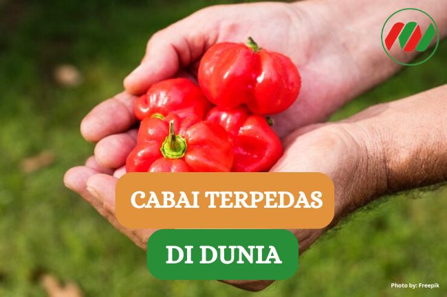 Inilah 6 Cabai Terpedas di Dunia, Sudah Pernah Coba?